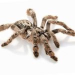 10 пауков, которых действительно стоит опасаться (10 фото)
