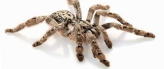 10 spiders you really should be wary of (10 photos)