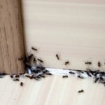 ( 21 фото) Как избавиться от домашних муравьёв в квартире народными и покупными средствами