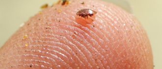 8 popular myths about ticks that we continue to believe - photo 1