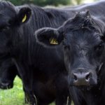 Aberdeen Angus cow breed