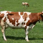 Aishir breed of cows in the meadow