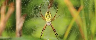 Аргиопа (Argiope sp.), фото фотография паукообразные
