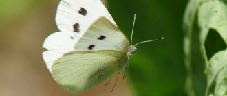 cabbage butterfly pest