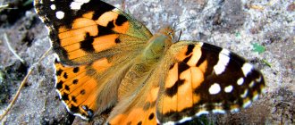 Butterfly Burdock: nutrition, lifestyle, habitats