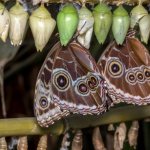 Бабочкарий - ферма бабочек, как собрать и вырастить