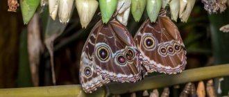 Бабочкарий - ферма бабочек, как собрать и вырастить