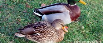 Bashkir ducks (pictured) are autosexous - they have pronounced differences in the color of the plumage of males and females