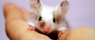 Белая домашняя мышь на руках