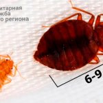 bedbugs photo