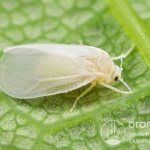 Whitefly (pictured) is one of the most common pests of greenhouse crops and indoor plants