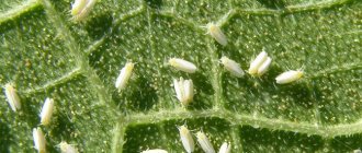 Whitefly on cucumbers