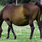 беременная лошадь