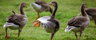 Goose breeding business