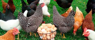 Business plan for breeding laying hens