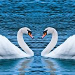 Noble swan: migratory bird or not
