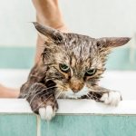 Fleas on a cat: are they dangerous for humans, how to get rid of fleas, how to find out about the presence of fleas
