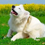 Fleas in dogs: causes and signs of appearance, methods of removal