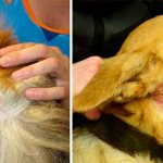 Fleas on a dog - signs of appearance