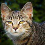 Болеют ли кошки пироплазмозом?