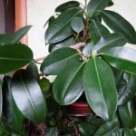 Ficus diseases with photographs, causes and their treatment