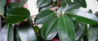 Ficus diseases with photographs, causes and their treatment