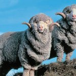 big lambs