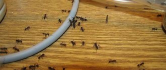 большие черные муравьи в доме