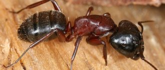 Big ants for a beginner