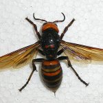 big asian hornet