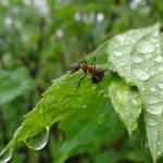 Борьба с муравьями в саду