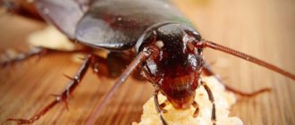 Boric acid for cockroaches: poison recipes