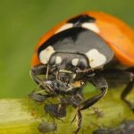 Ladybug-insect-Description-features-species-and-habitat-of-ladybug-18