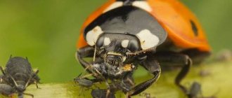 Ladybug-insect-Description-features-species-and-habitat-of-ladybug-18
