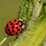 ladybug with spots