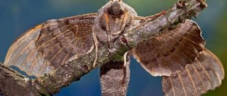 Hawkmoth-butterfly-insect-Lifestyle-and-habitat-of-hawkmoth-1