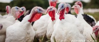 Broiler turkeys require serious attention to nutrition and maintenance