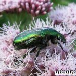 Бронзовка-жук-Образ-жизни-и-среда-обитания-жука-бронзовки-9