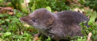 shrew - appearance of the animal