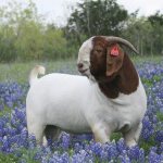 Boer goat in flowers