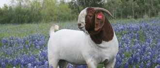 Boer goat in flowers