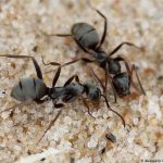 Brown forest ant (Formica fusca), photo photography insects