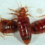 What are bed bug populations afraid of and how can you get rid of them quickly?