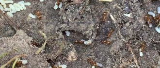 What are red ants afraid of and how to get them out of the garden