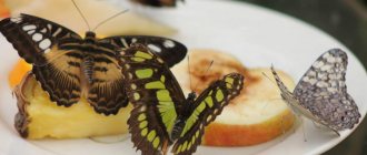What to feed a butterfly at home