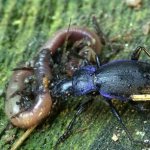 what does the Caucasian ground beetle eat?