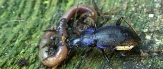 what does the Caucasian ground beetle eat?