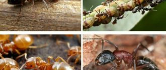 How are ants useful and harmful?