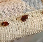 How to poison bedbugs