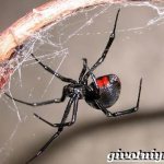 Black-Widow-Spider-Lifestyle-And-Habitat-of-a-Black-Widow-1